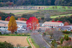 牧場の紅葉