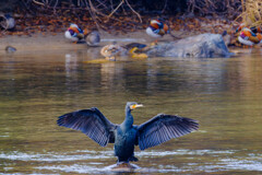黒き翼、彩りを背に（カワウとオシドリ）