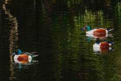越冬のハシビロガモ　
