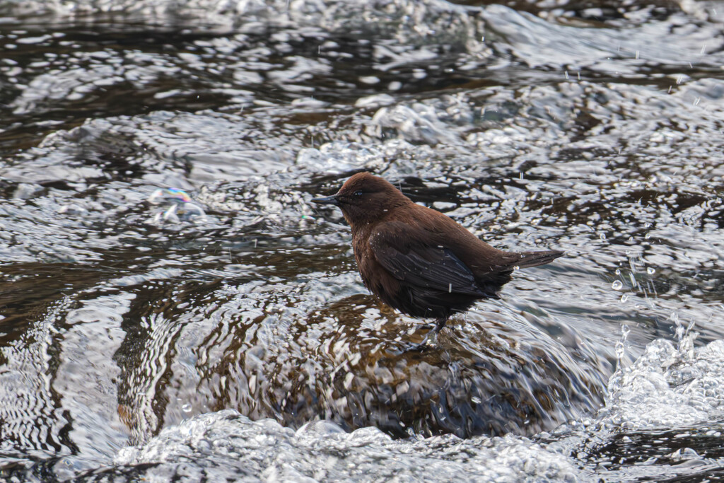 流れを見つめる影（カワガラス）