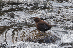 流れを見つめる影（カワガラス）