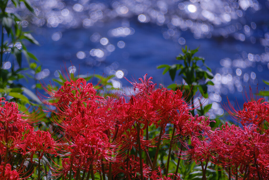 河辺に咲くⅡ（曼殊沙華）