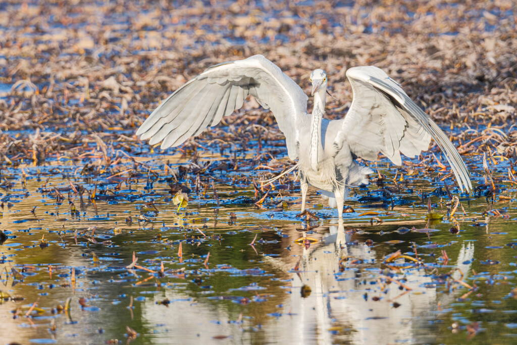 羽音で描く静かなワルツ（アオサギ）＃３