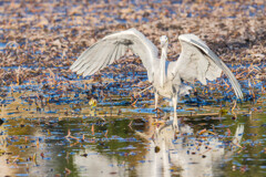 羽音で描く静かなワルツ（アオサギ）＃３