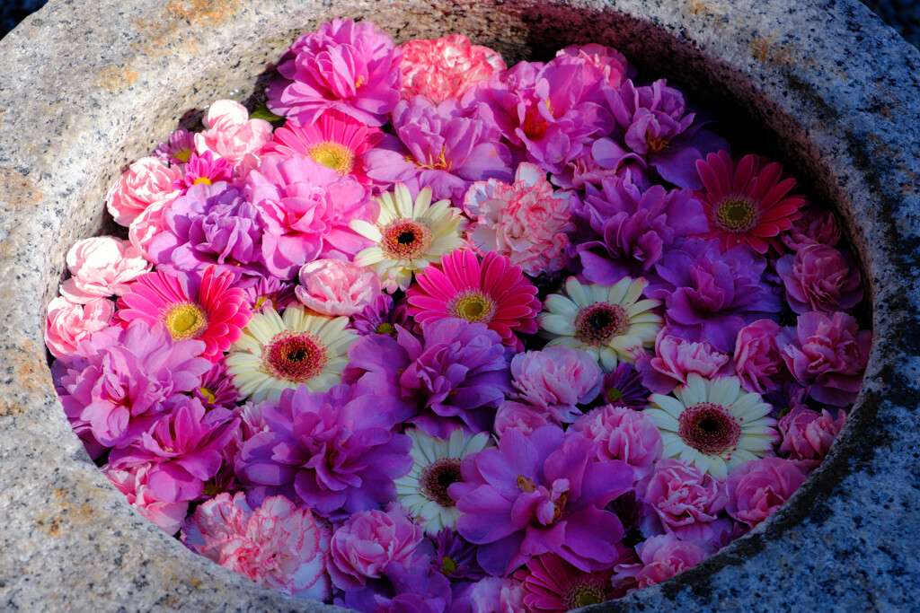 晩秋に咲く花（花手水）