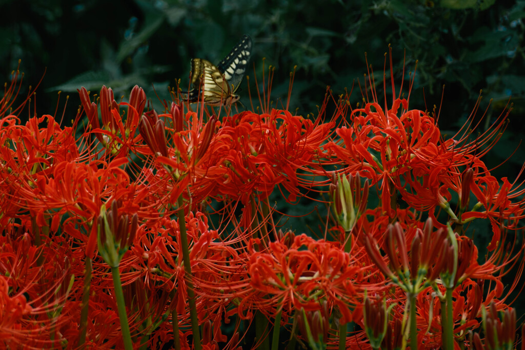曼殊沙華と蝶