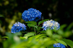 紫陽花寺　＃８