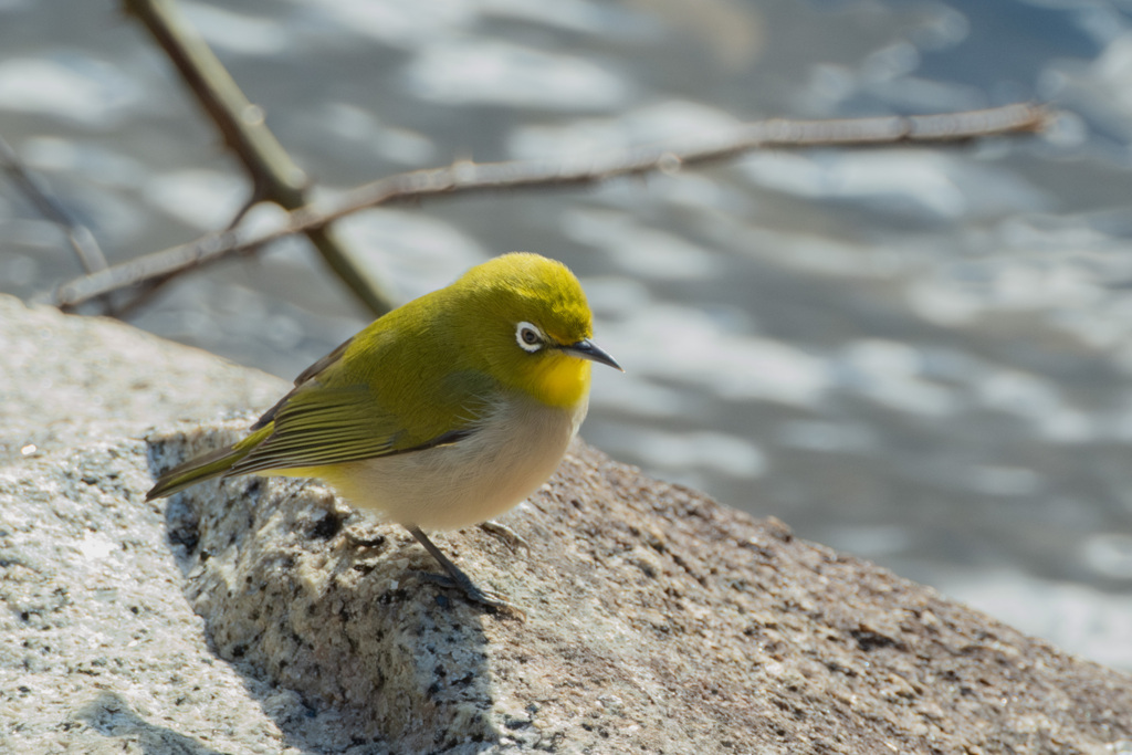 岩ジロー（メジロ）