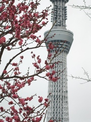 梅