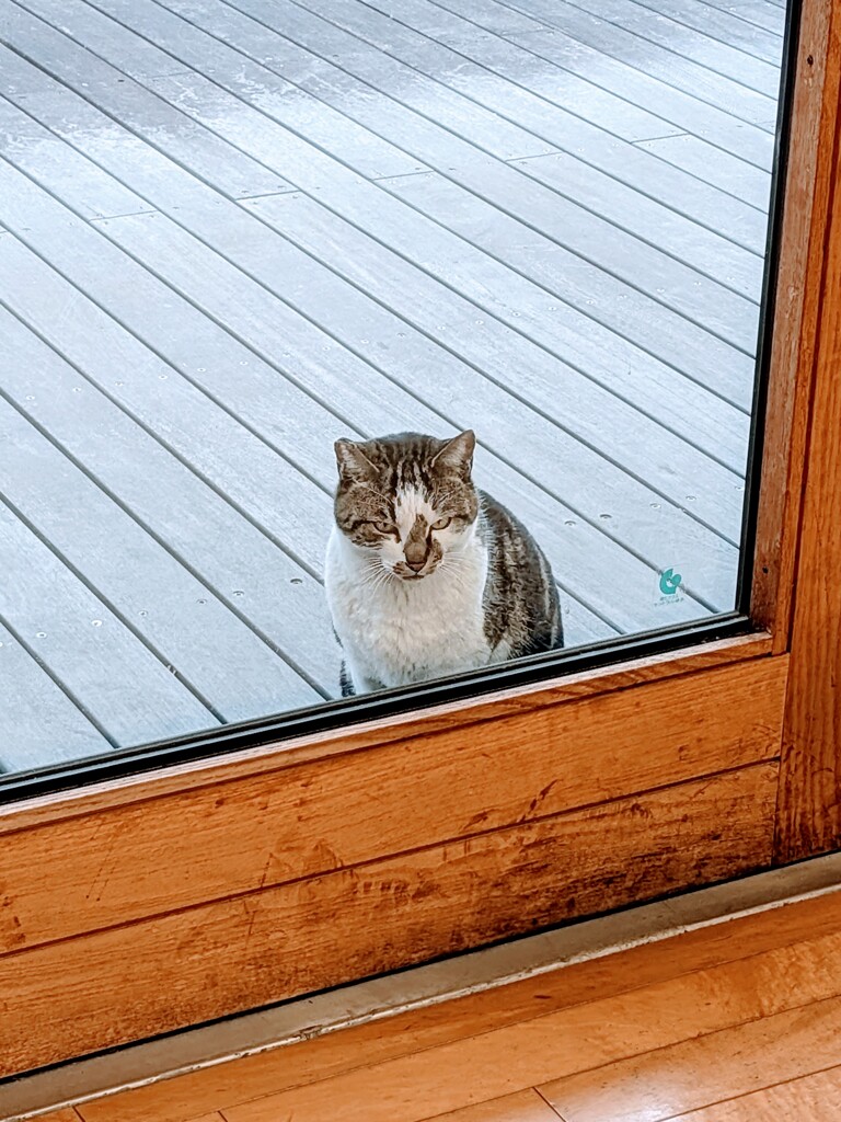 野生の目つきしてるな