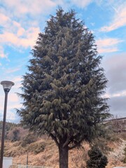 おまえ、花粉出してない？