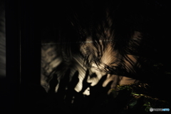 影のジャングル