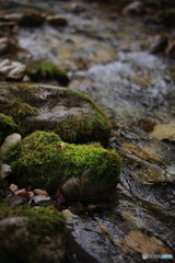 転がらない石には苔がはえる