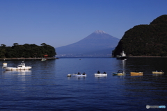 富士より魚