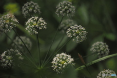 wetland