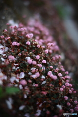 桜より金平糖