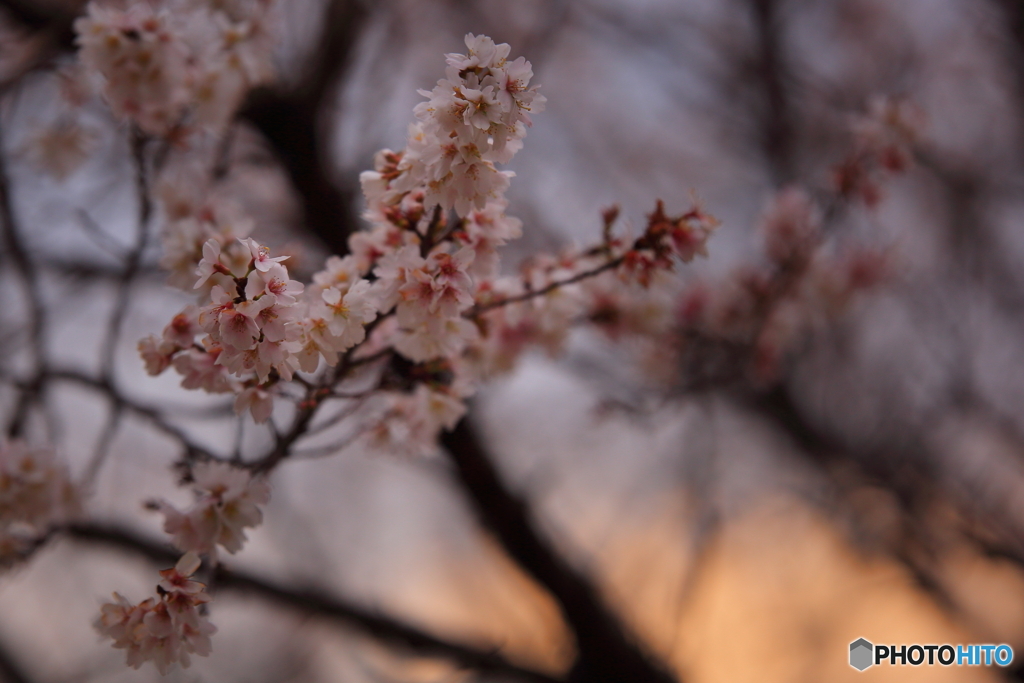 夕暮れ時の桜