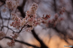 夕暮れ時の桜