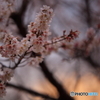 夕暮れ時の桜