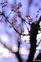 一足お先に