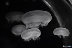 浮き沈みする　ふわふわした　お餅みたいなやつ（UFO）来襲