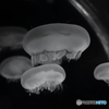 浮き沈みする　ふわふわした　お餅みたいなやつ（UFO）来襲