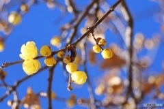 蝋梅