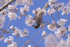 花より〇〇