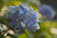 夕涼み