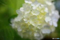 滲み