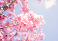 土肥桜