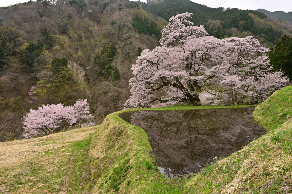 桜リフレクション