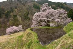 桜リフレクション
