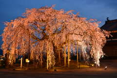 麻績の里舞台桜