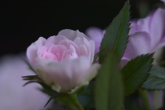 DSC_3617