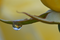 DSC_4561