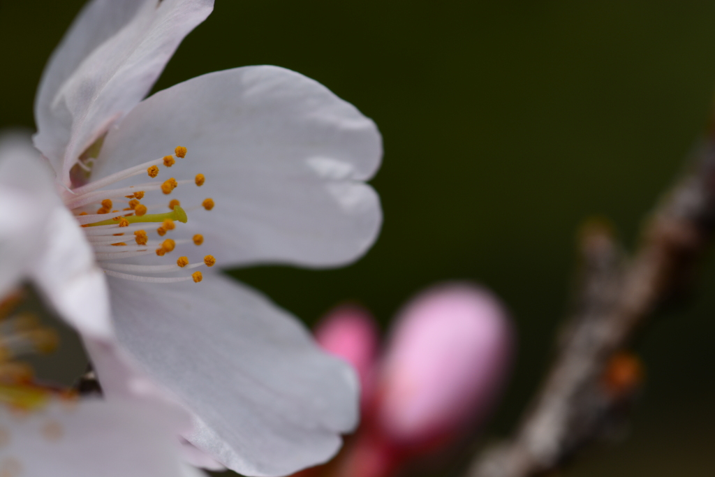 開花