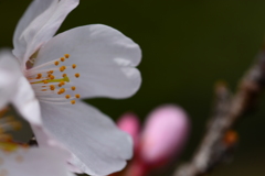 開花