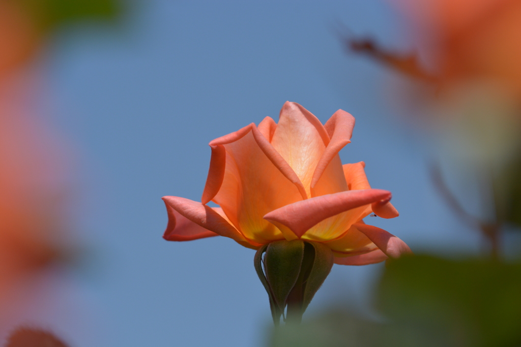 DSC_4180