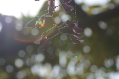 DSC_3736