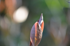 DSC_0003