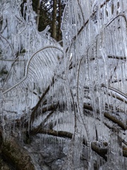 樹氷