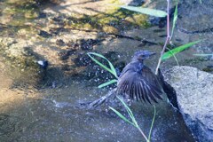 水浴びヒヨドリ