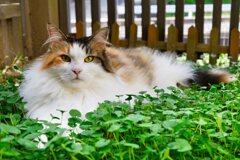 我が家の三毛猫娘in猫庭