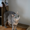 我が家のサバトラにゃん