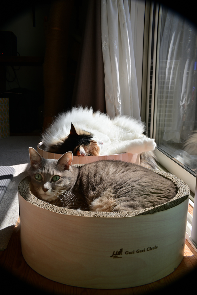 我が家の愛猫たちの日向ぼっこ