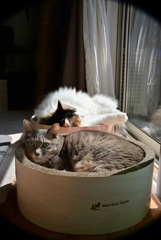 我が家の愛猫たちの日向ぼっこ