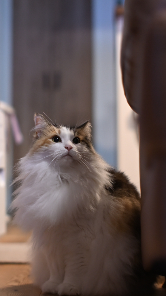 我が家の三毛猫娘