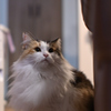 我が家の三毛猫娘