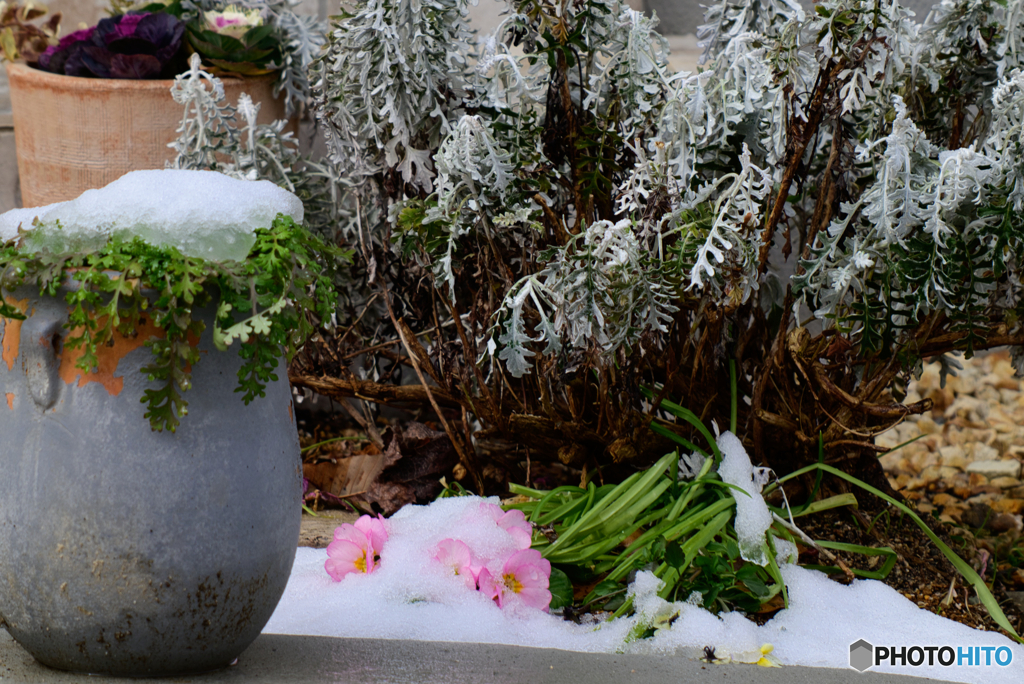 雪に埋もれる花_Z TELECONVERTER TC-2.0x